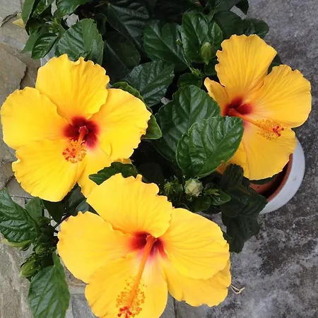 Casa di campagna La Casona De Benito Cudillero