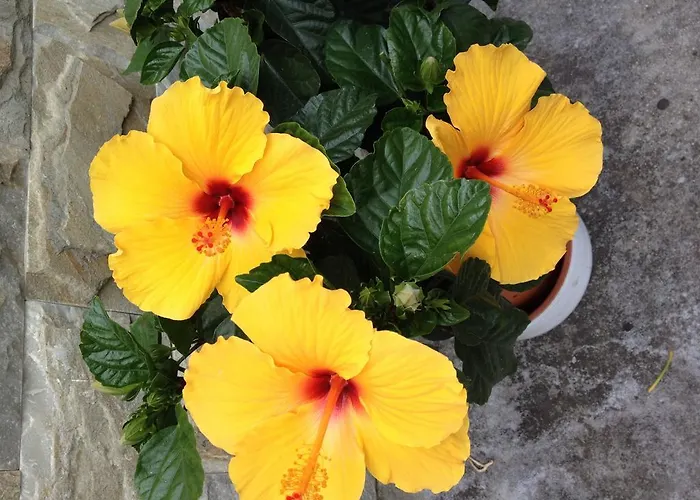 Casa rural La Casona De Benito Cudillero